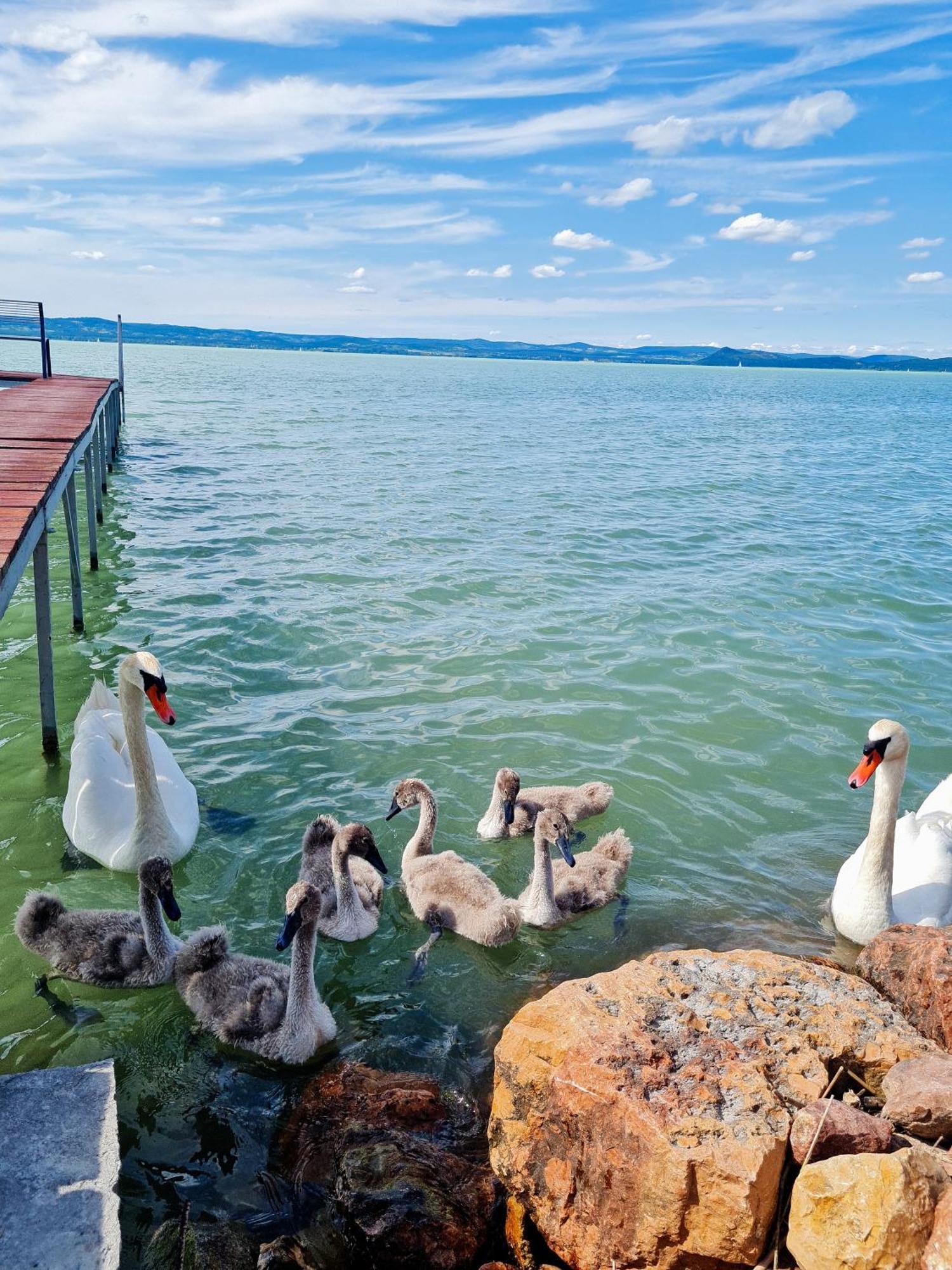 Flamingo Apartman Balatonszarszo Dış mekan fotoğraf